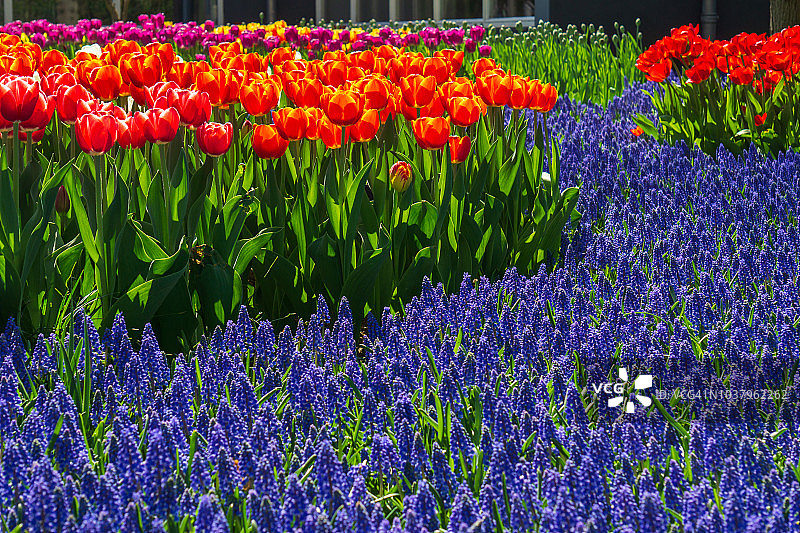 荷兰库肯霍夫花园中盛开的郁金香花坛图片素材