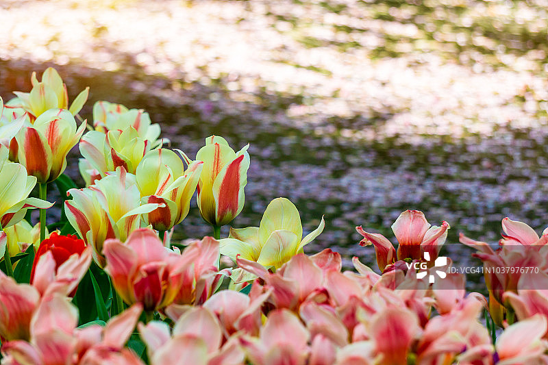 荷兰库肯霍夫花园中盛开的郁金香花坛图片素材