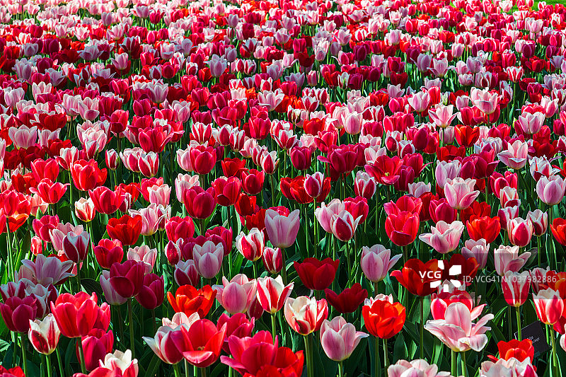 荷兰库肯霍夫花园中盛开的郁金香花坛图片素材