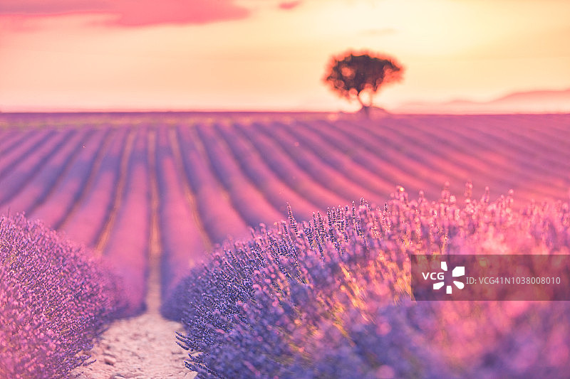 法国普罗旺斯薰衣草田的日落图片素材