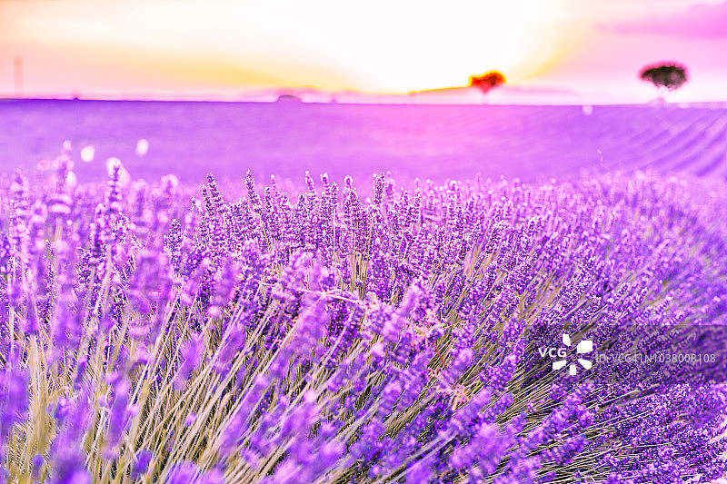 法国普罗旺斯薰衣草田的日落图片素材