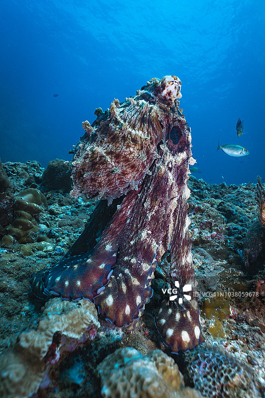 珊瑚礁上伪装的蓝章鱼图片素材