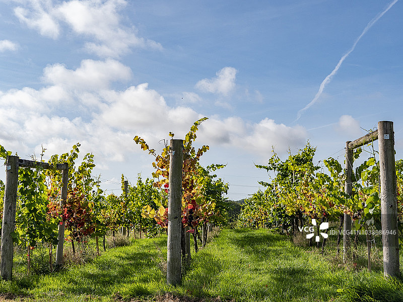 葡萄园采摘时节图片素材