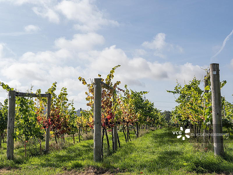 葡萄园采摘时节图片素材