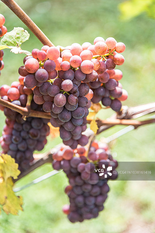 灰皮诺葡萄图片素材