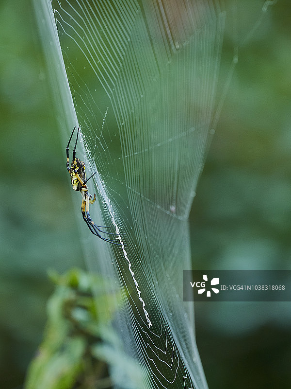 花园的蜘蛛图片素材