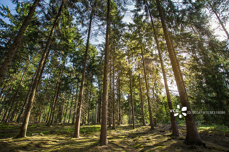 森林中生长的树木图片素材