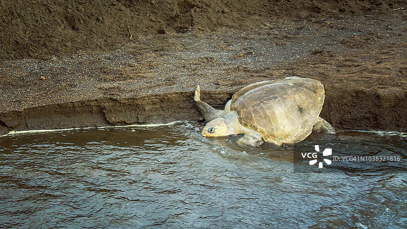 在哥斯达黎加海滩产卵后返回大海的丽龟图片素材