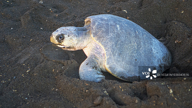 在哥斯达黎加海滩上筑巢的丽龟图片素材