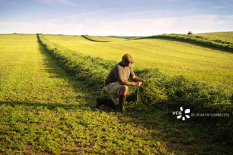 农民在苜蓿地里检查作物图片素材
