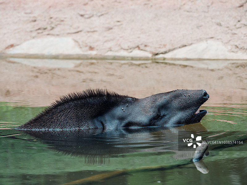 马来貘图片素材