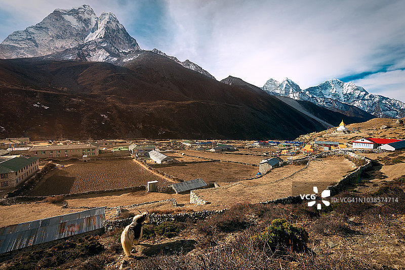 珠穆朗玛峰地区，Pangboche村附近的Thamserku山和牦牛图片素材