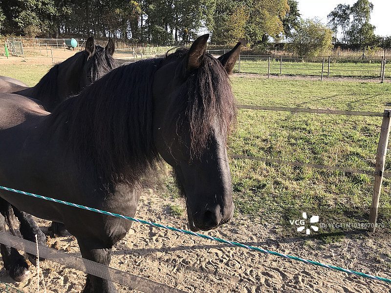 弗里斯兰马图片素材