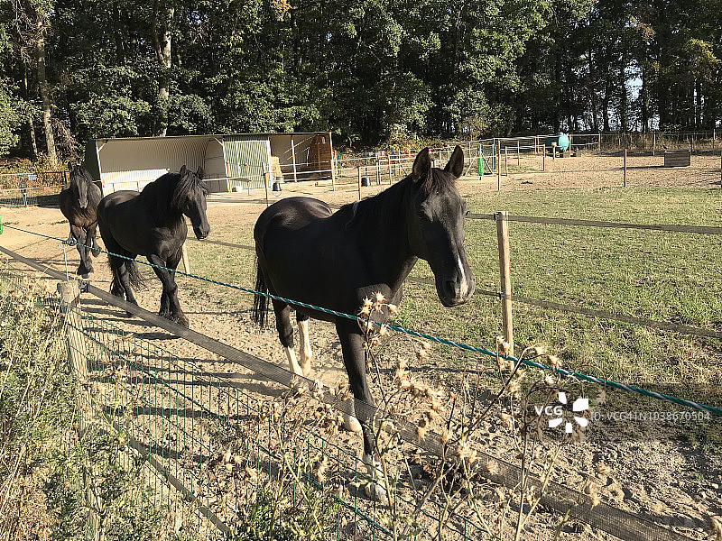 弗里斯兰马图片素材
