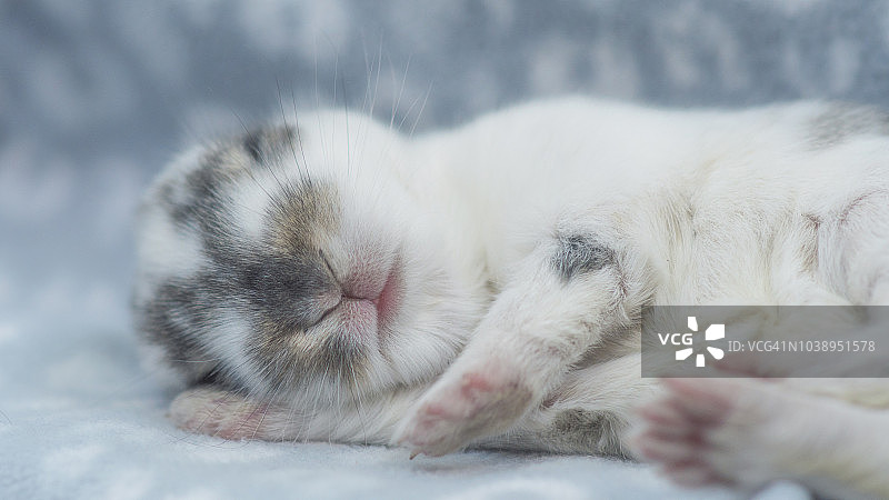 睡在床上的小兔子图片素材