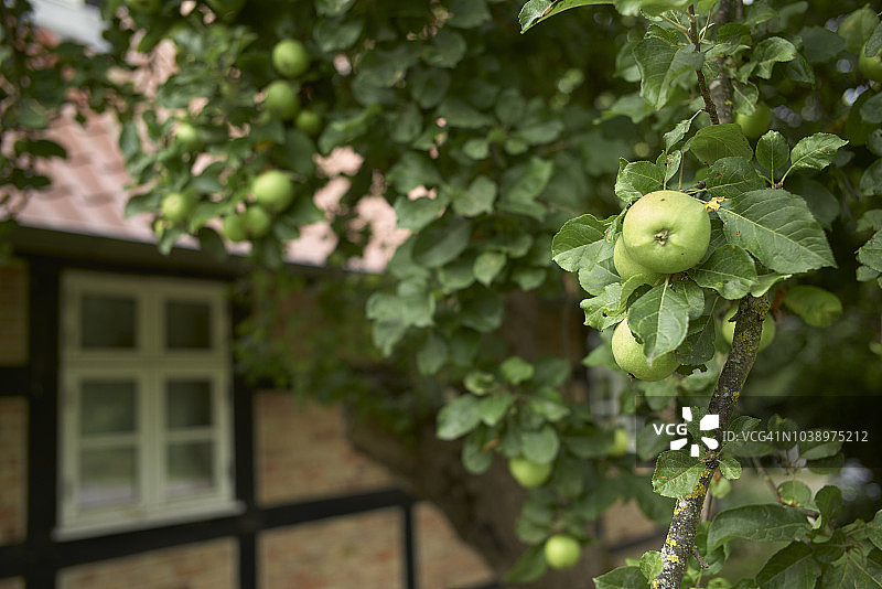莫尔尼茨传统房屋前的苹果树图片素材