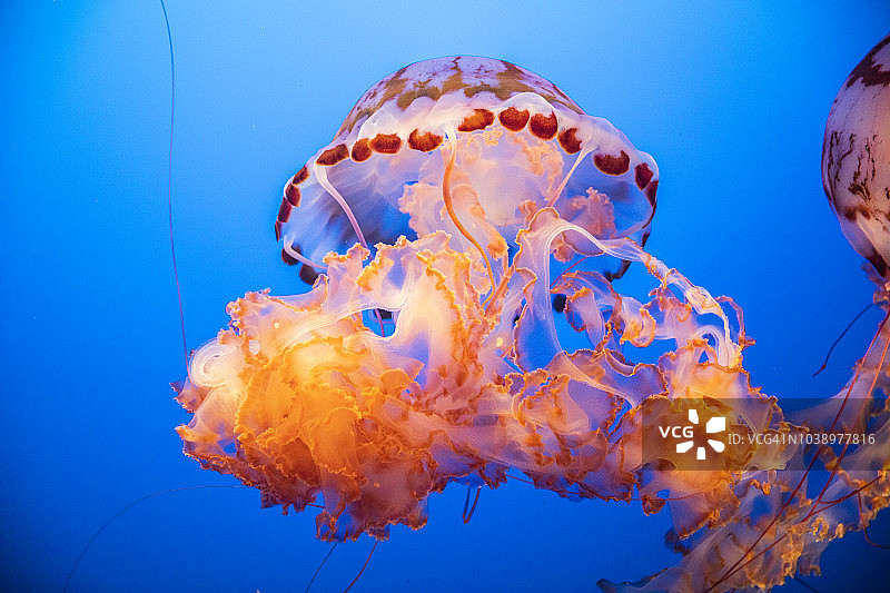 水中漂浮的紫条纹水母图片素材
