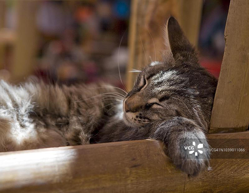 睡觉的猫，智利安托法加斯塔地区圣佩德罗德阿塔卡马图片素材