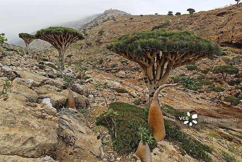 索科特拉岛龙血树（达克那红木），联合国教科文组织世界自然遗产，也门图片素材