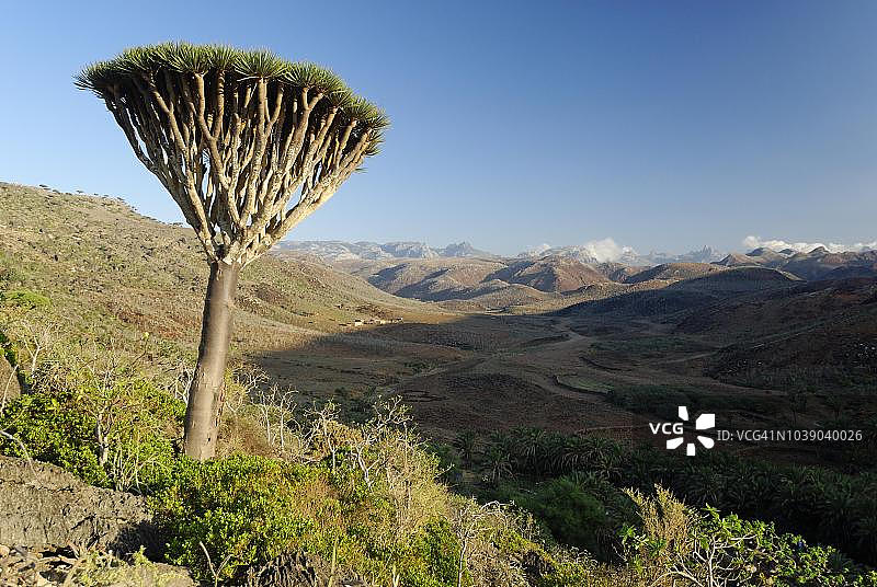 也门索科特拉岛特有的龙血树图片素材