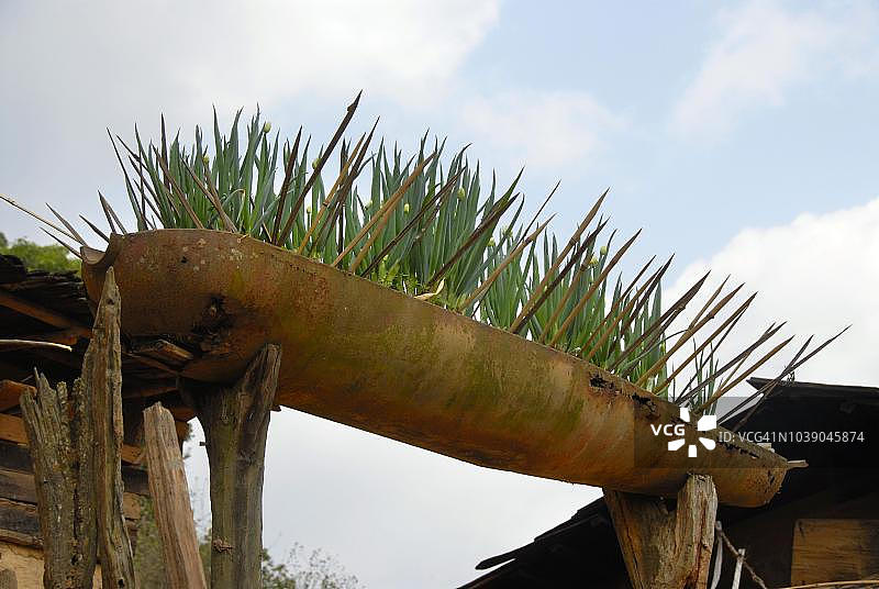 第二次印度支那战争（越南战争）遗留的炸弹，用作草药园，老挝川圹省图片素材
