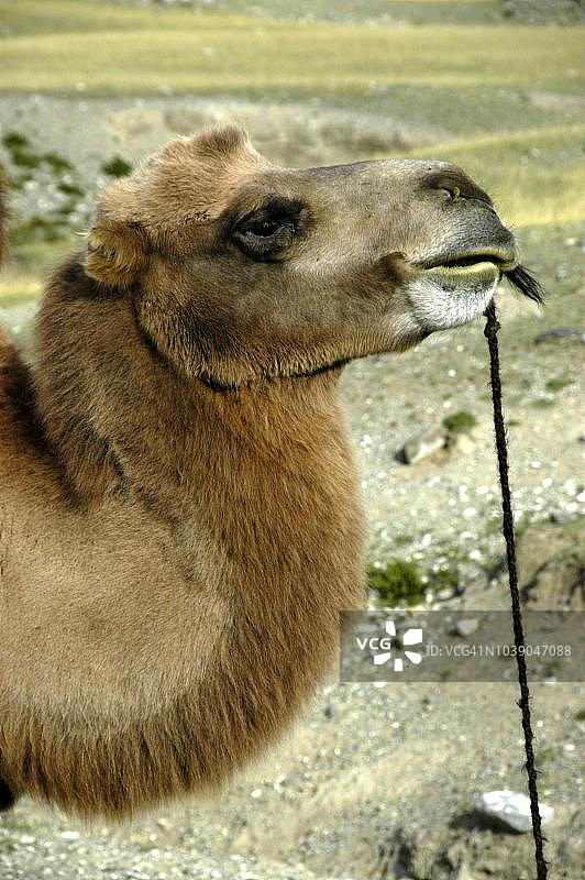 双峰骆驼头部和颈部（蒙古）图片素材
