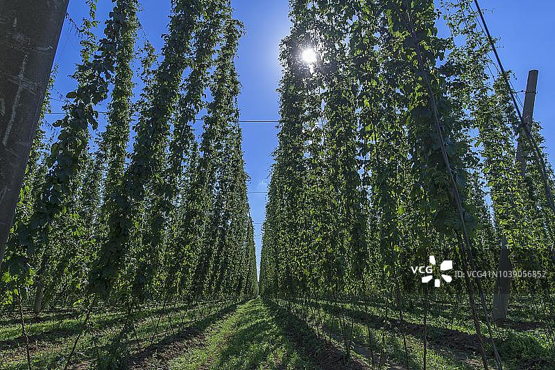 德国巴伐利亚州弗兰肯地区的啤酒花生长图片素材