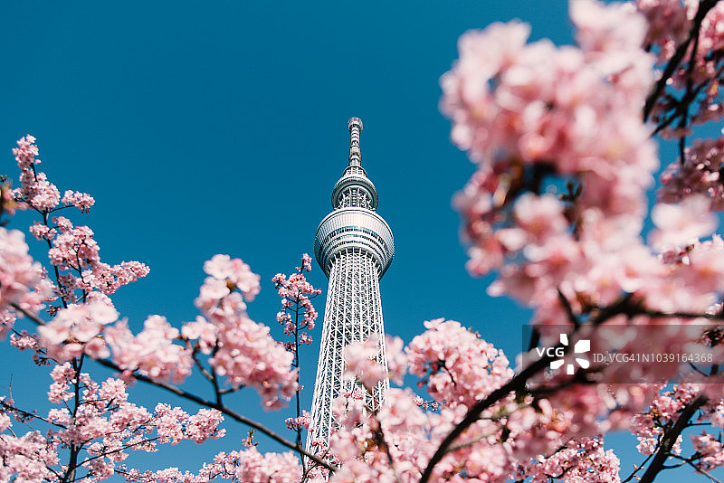 樱花与东京晴空塔图片素材