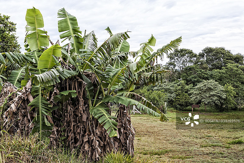 乡村里高大的香蕉树图片素材
