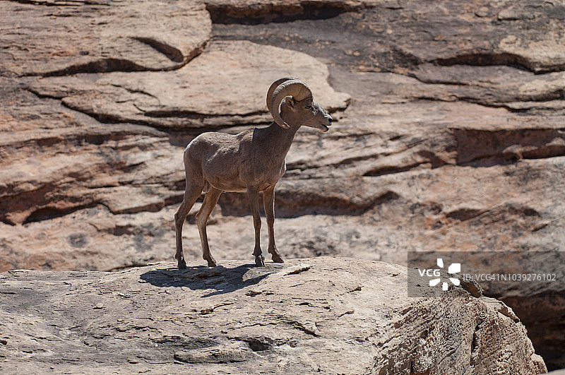 大角羊图片素材
