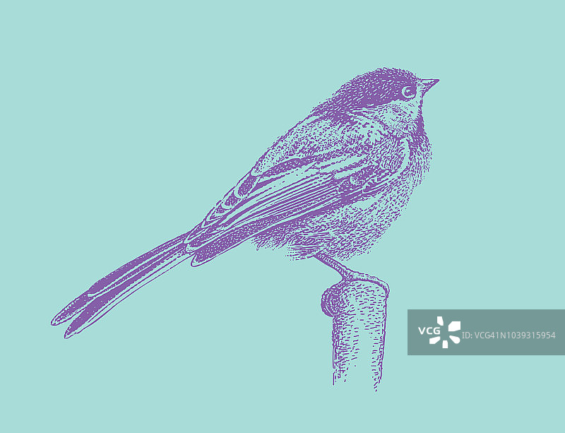 黑顶山雀的丝网插图图片素材