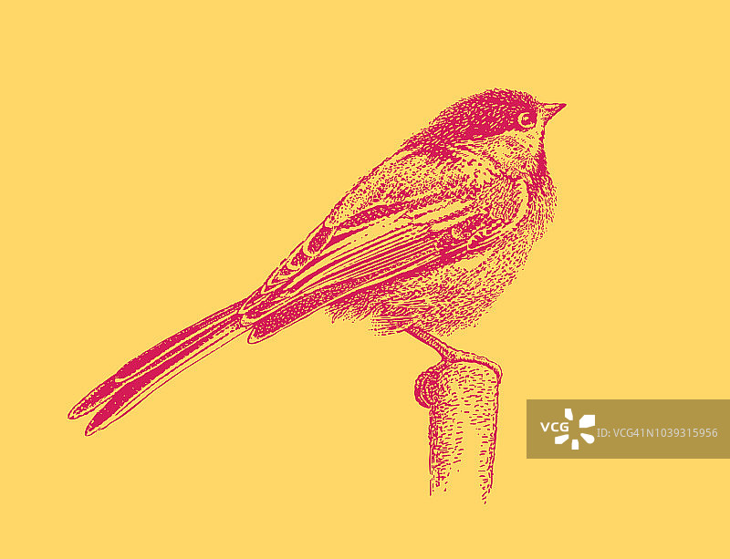 黑顶山雀的丝网插图图片素材