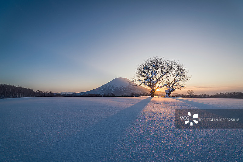 冬季北海道羊蹄山双樱树的晨景图片素材