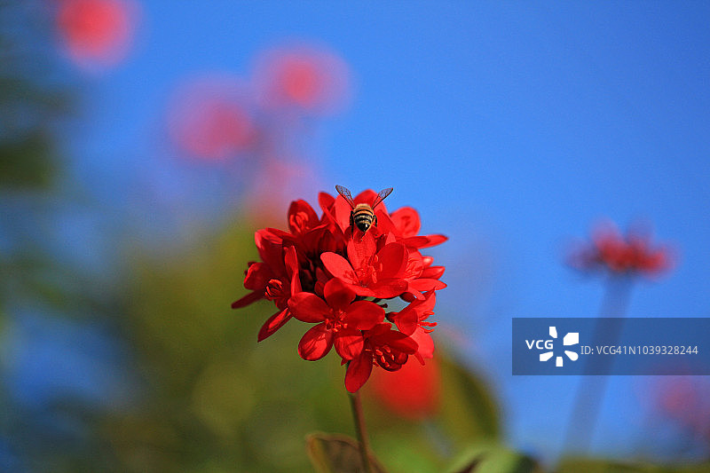 蜜蜂采食红花 peregrina（红花油麻藤）的后视图图片素材