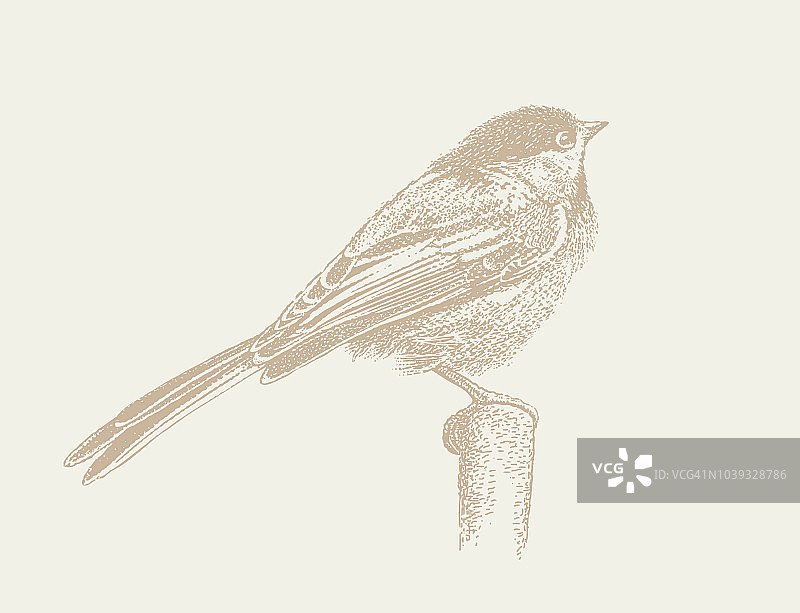 黑顶山雀的丝网插图图片素材