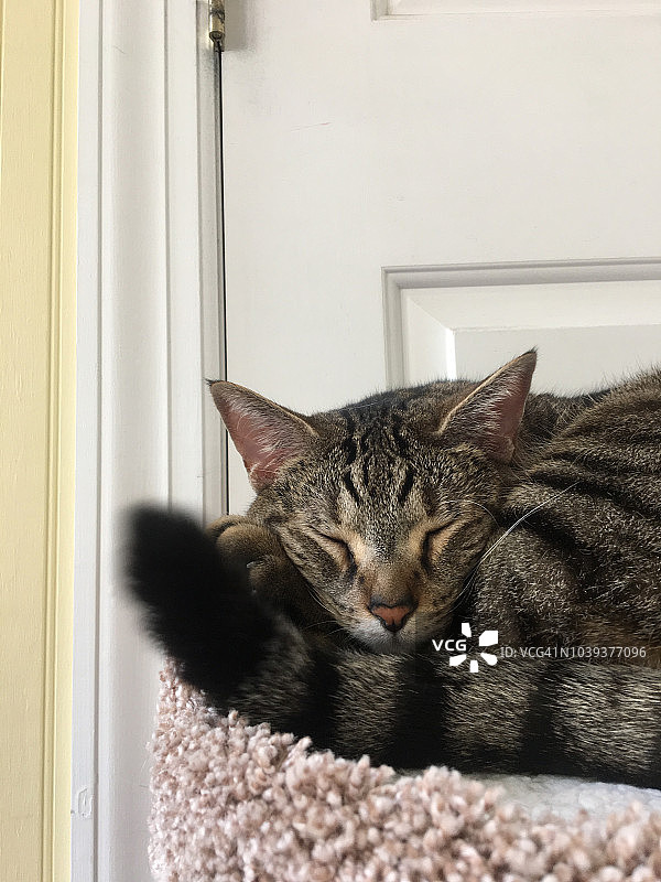 睡觉的猫图片素材