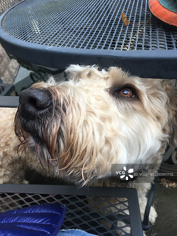 狗狗从桌子下探出头图片素材