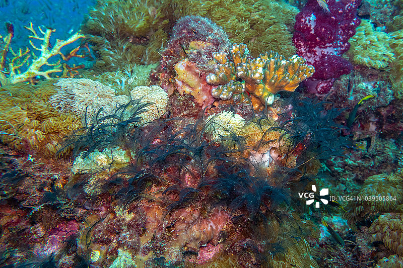 大堡礁海洋生物图片素材