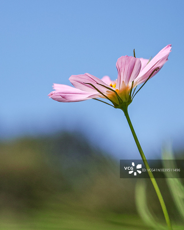 秋季花卉波斯菊图片素材