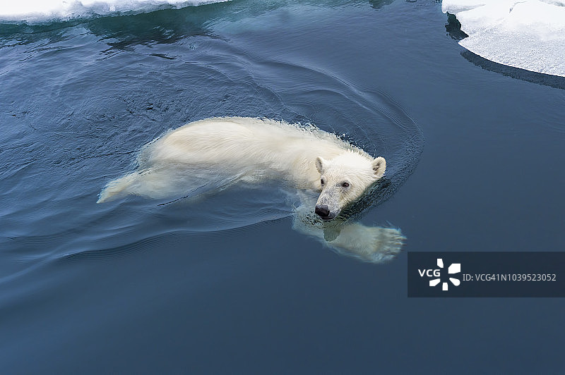 北极熊图片素材