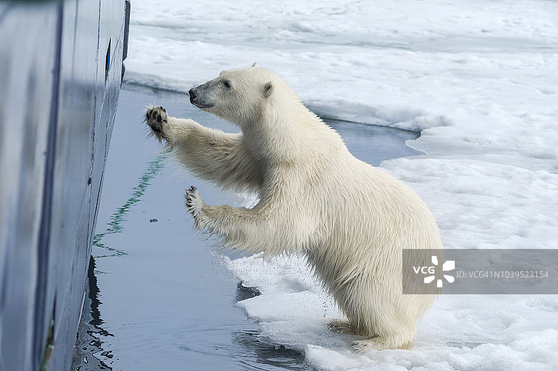 北极熊图片素材