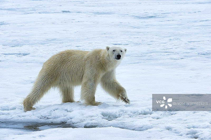 北极熊图片素材