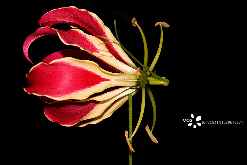 嘉兰百合花图片素材