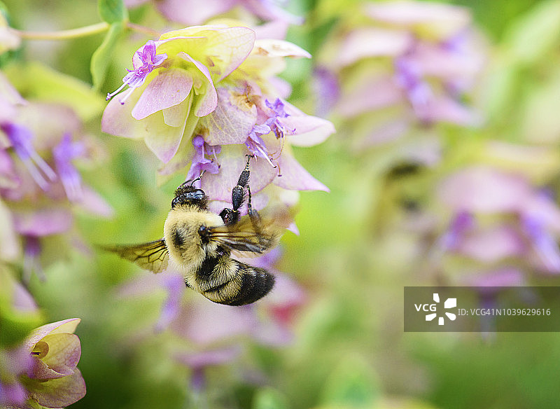 蜜蜂在春天粉色花朵上采蜜图片素材