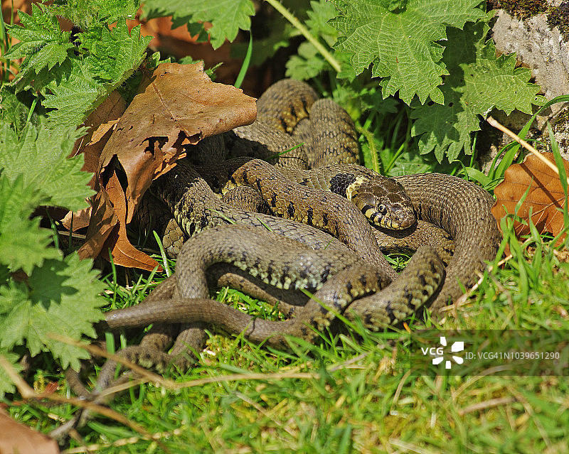 欧洲水蛇图片素材