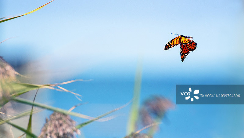长岛海滩迁徙中的帝王蝶图片素材