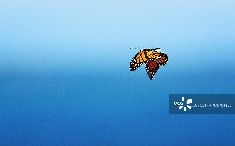 在海面上飞舞的精致帝王蝶图片素材