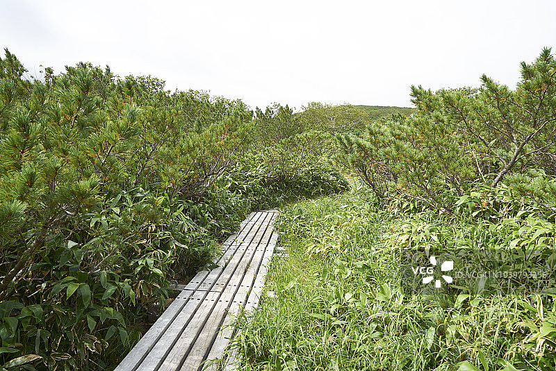 日本北海道知床国立公园罗臼湖周围的池塘、沼泽和茂盛的绿色植物图片素材
