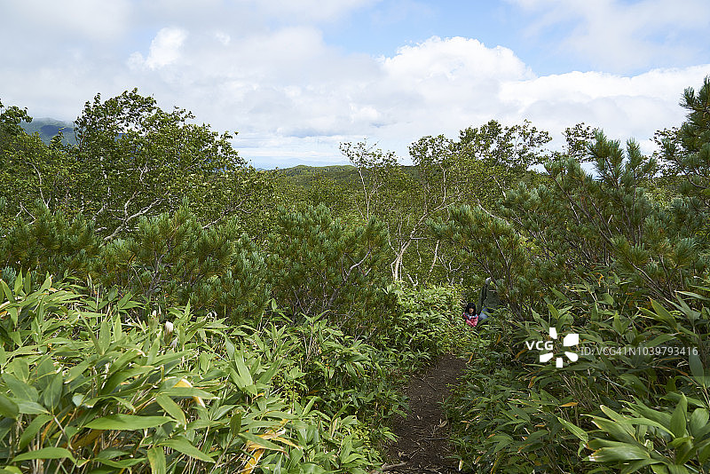 日本北海道知床国立公园罗臼湖周围的池塘、沼泽和茂盛的绿色植物图片素材