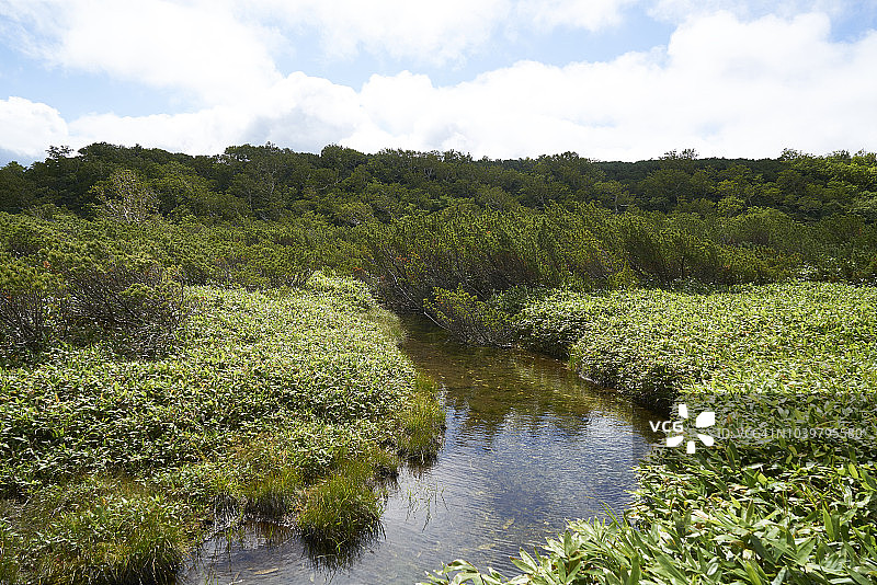 日本北海道知床国立公园罗臼湖周围的池塘、沼泽和茂盛的绿色植物图片素材